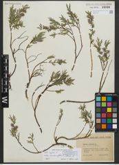 Foto von Salix repens subsp. rosmarinifolia (L.) Andersson